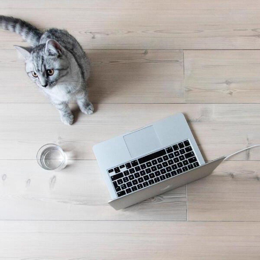 BerryAlloc HPF Original White Pine