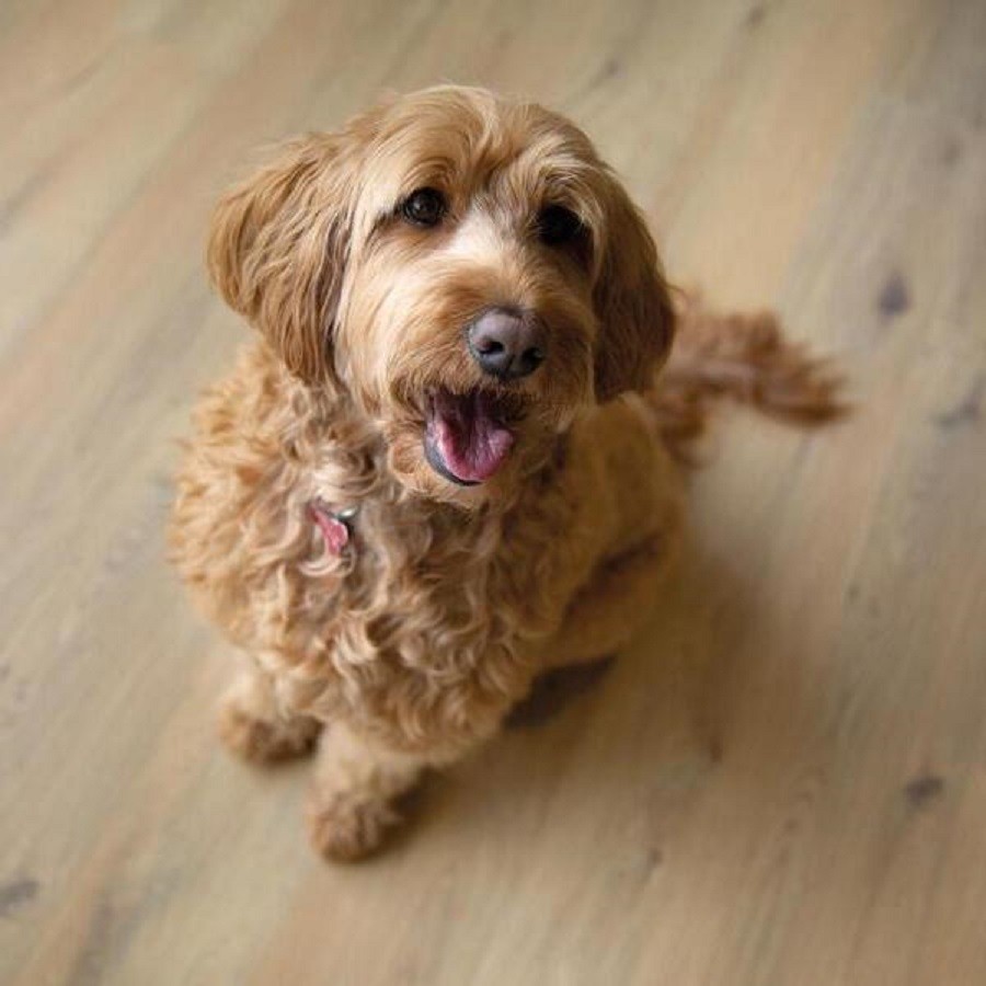 BerryAlloc Connect 8 V4 Gyant Natural