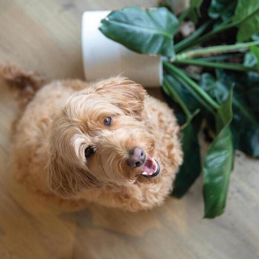 BerryAlloc Connect 8 V4 Gyant Natural